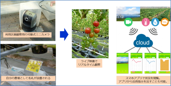 みつの里ジュリエッタの栽培とネットマーケティングの連携