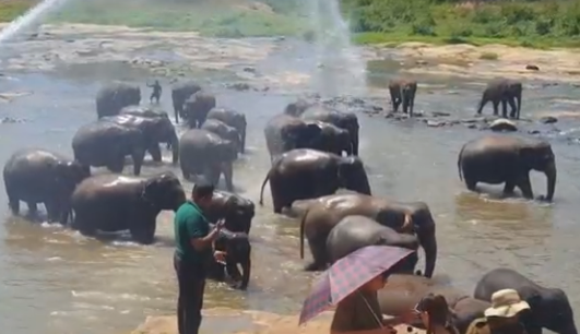 水浴びするゾウたち