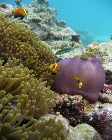ダイビングツアー：サンゴに群がる魚