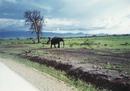 【写真10】ゾウ