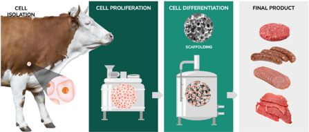 【図13】細胞培養による食肉生成プロセス