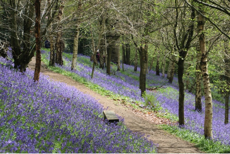 【写真6】Bluebell