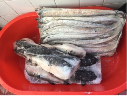 【写真3】ふぐと太刀魚