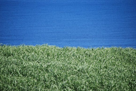 さとうきび畑と東シナ海（島北部）