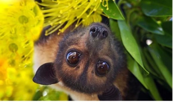 【写真6】植物食のメガネオオコウモリ