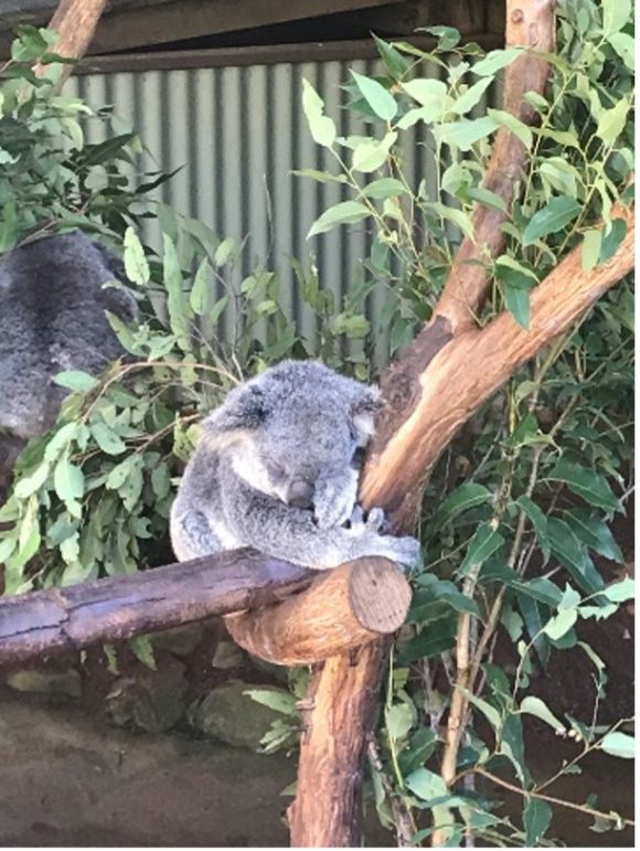 【写真8】眠るコアラ