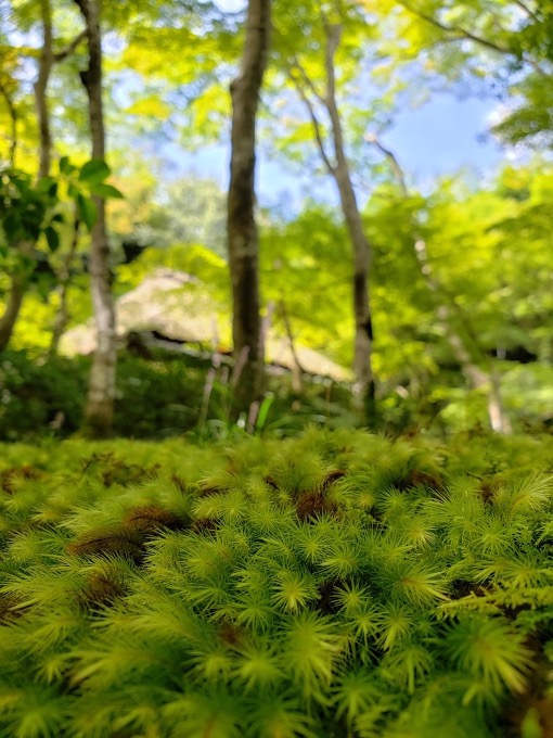 【写真16】祇王寺の苔