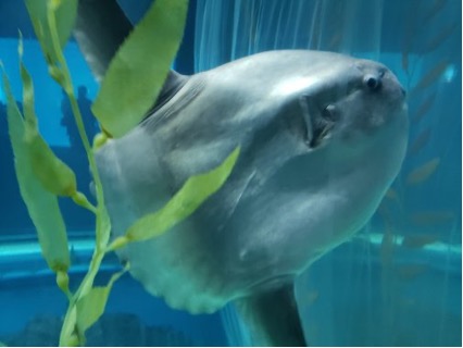 【写真7】大きなマンボウ