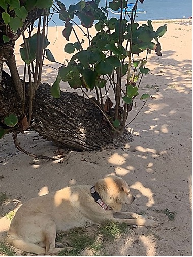 【写真4】サヌールの砂浜と人懐っこい犬