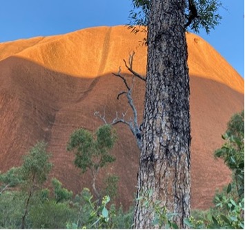 【写真1】ウルルの大樹