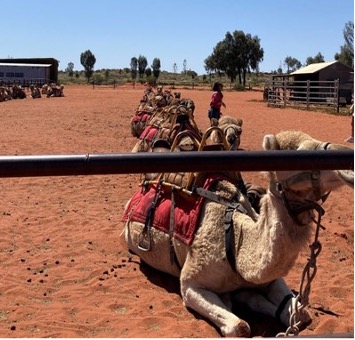 【写真10】乗る人を待つラクダ。 ウルルのラクダツアーもある。