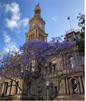 【写真11】タウンホール前のジャカランダ