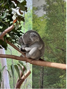 【写真17】寝るコアラ