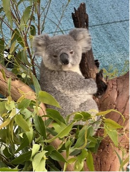 【写真18】美形コアラ