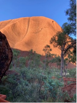 【写真2】ウルルの樹木